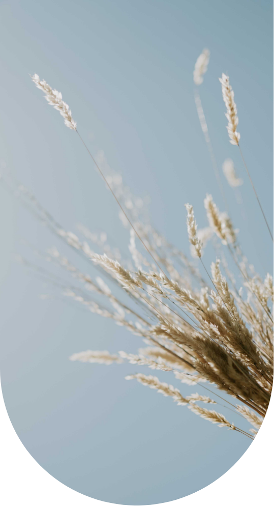 Herbes sèches dans le ciel
